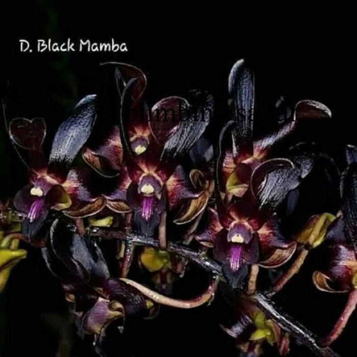 SEEDLING ANGGREK DENDROBIUM BLACK MAMBA