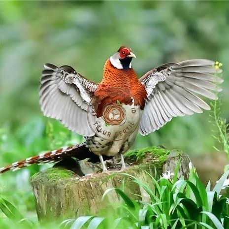 

Telur ayam hias ringneck elliot pheasant fertil untuk ditetaskan KURNIA PRATAMA ID