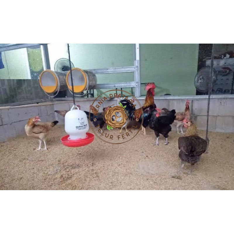 

TELUR FERTIL AYAM AKY YUDISTIRA INDUKAN MULTIGUNA TERSELEKSI UNTUK DITETASKAN KURNIA PRATAMA ID