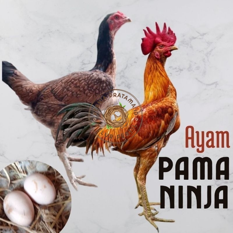 

telur ayam pama ninja original untuk di tetaskan KURNIA PRATAMA ID