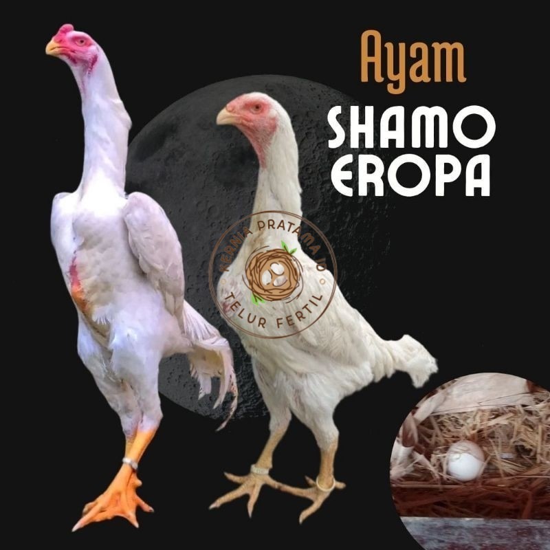 

telur ayam shamo eropa bisa untuk di tetaskan KURNIA PRATAMA ID
