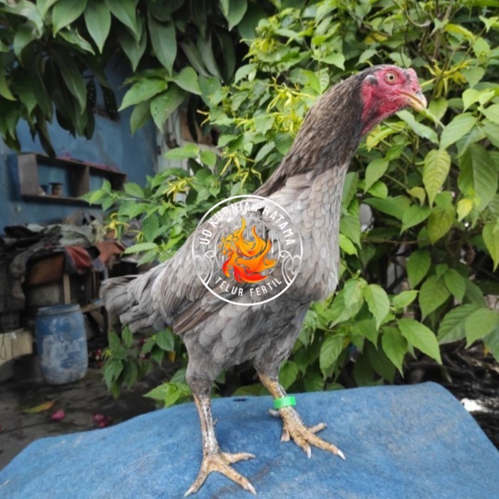 

Telur ayam bangkok birma fertil / ayam petarung aduan untuk ditetaskan Langsung UD KURNIA PRATAMA