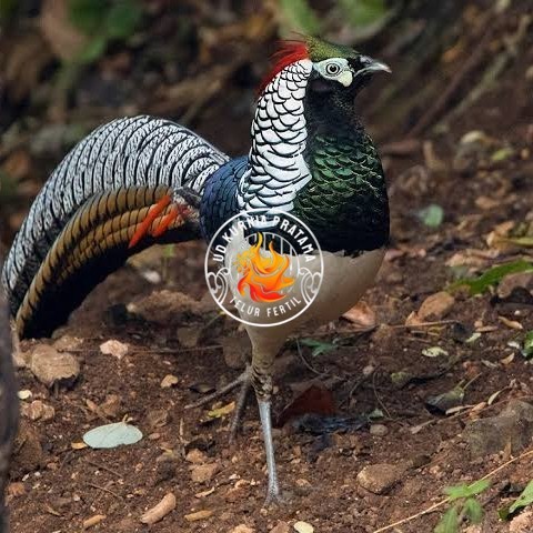 

Telur ayam hias ringneck lady amherst pheasant fertil asli UD KURNIA PRATAMA
