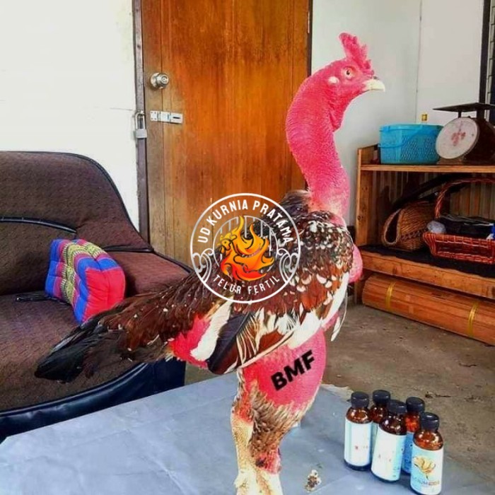 

telur ayam petarung saigon fertil siap ditetaskan - ayam saigon UD KURNIA PRATAMA