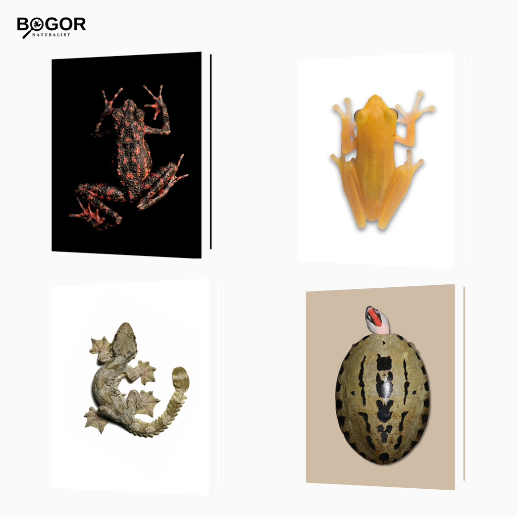 

Notebook A6 – Herpetofauna Indonesia