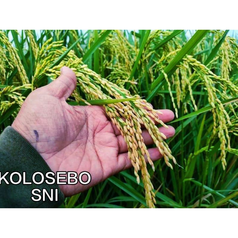 BiBIT PADI KOLOSEBO 02 1KG ORIGINAL