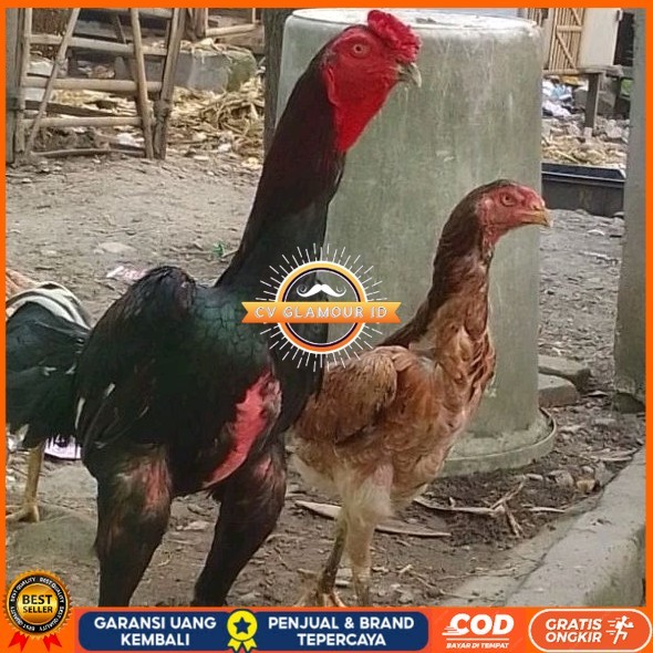 

telur ayam shamo eropa Tulangan besar bisa untuk di tetaskan CV GLAMOUR ID