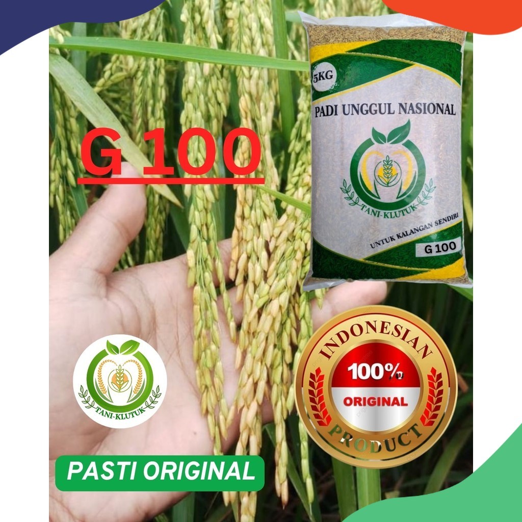 BIBIT/ BIJI padi gandaria G100 5kg ORIGINAL PRODUK TANI KLUTUK
