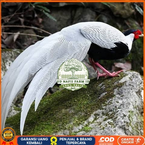 

Telur ayam hias ringneck silver pheasant fertil siap ditetaskan UD NAFII FARM ID