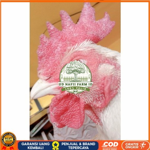 

Telur ayam hias bangkok albino mata merah fertil asli siap ditetaskan - ayam albino UD NAFII FARM ID