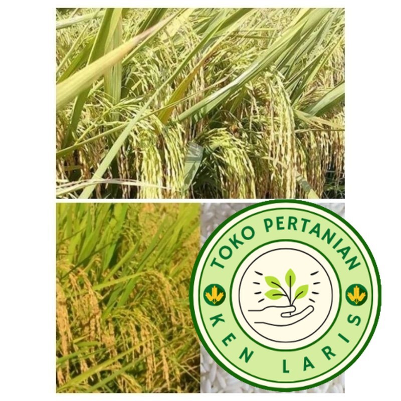 

SUPERAN!! 1KG BENIH KETAN PUTIH /GRENDEL SIAP TANAM