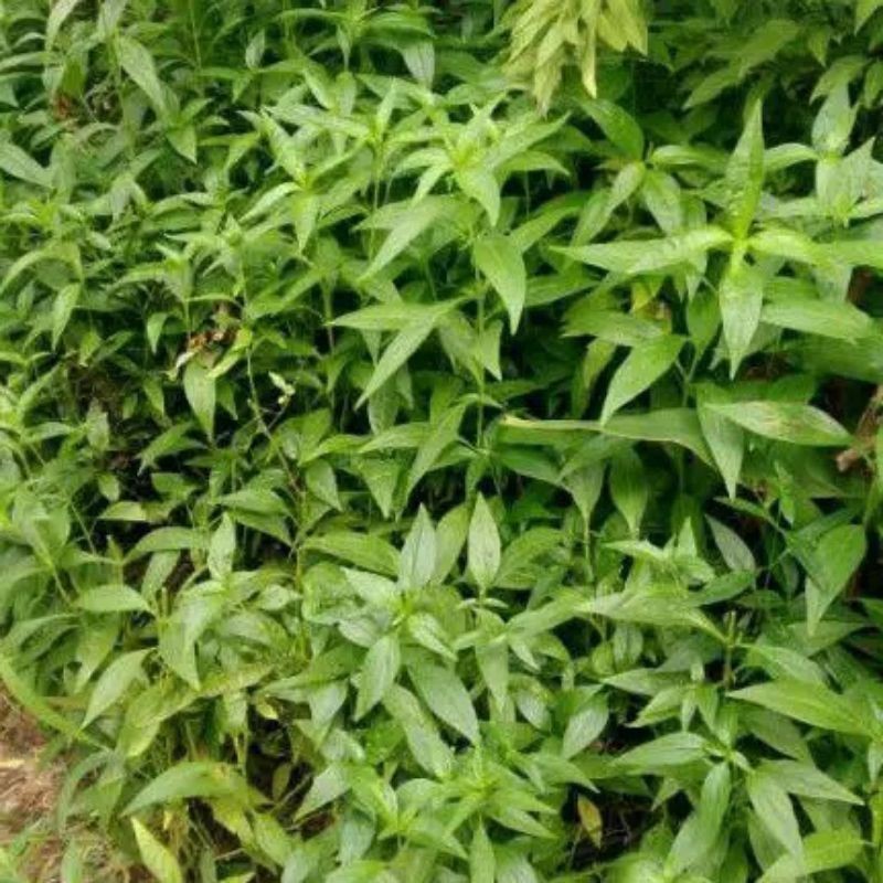 

AZ 1000 Daun Herbal Sambiloto Segar TANPA PESTISIDA