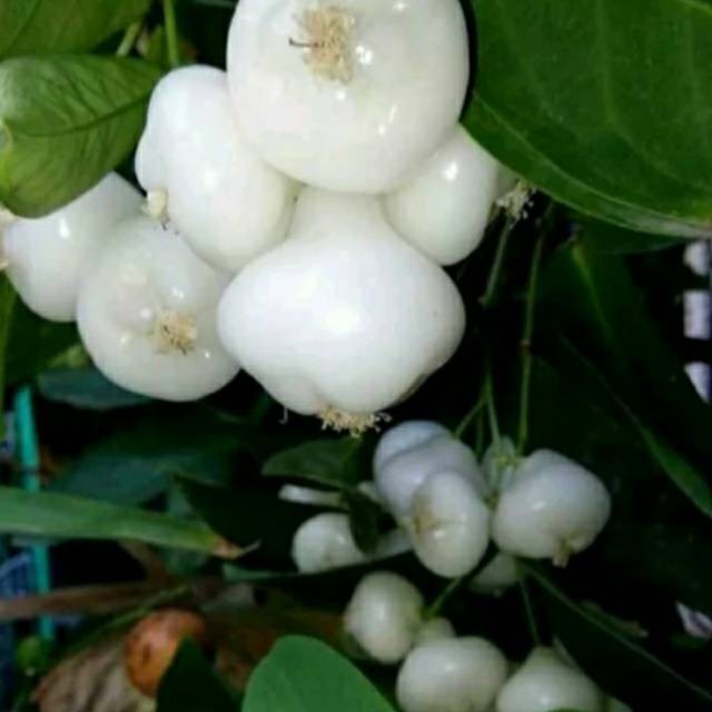 Bibit jambu air kancing putih