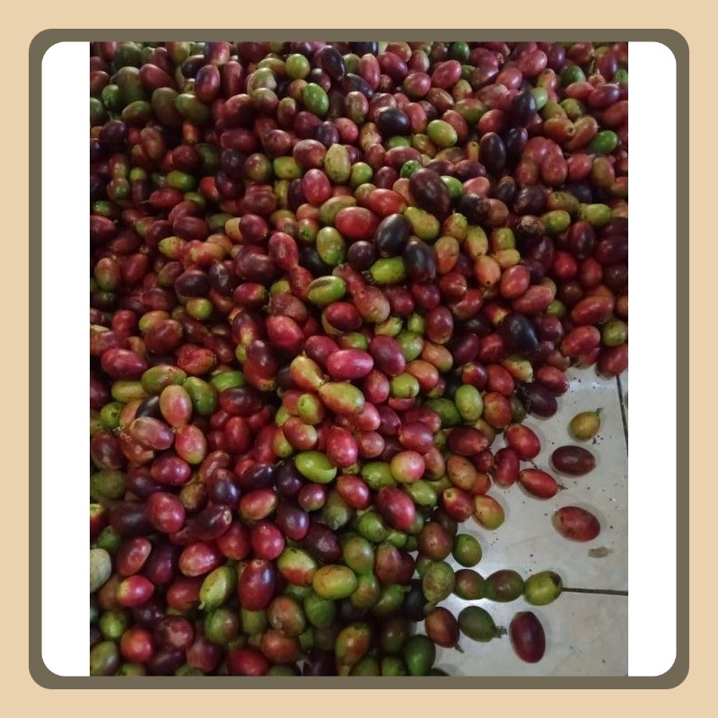 

Buah Matoa Segar Manis 2kg Petik Baru