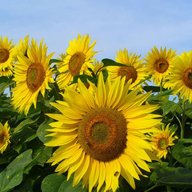 Benih bunga matahari