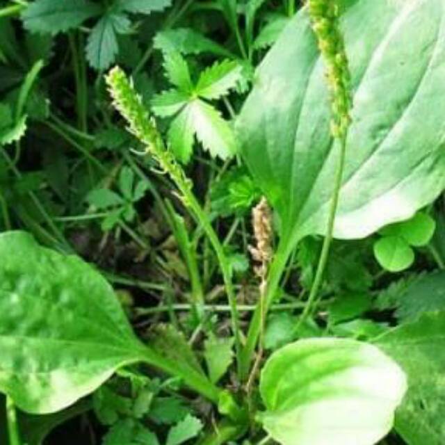 

Daun ki urat fres 500 gr