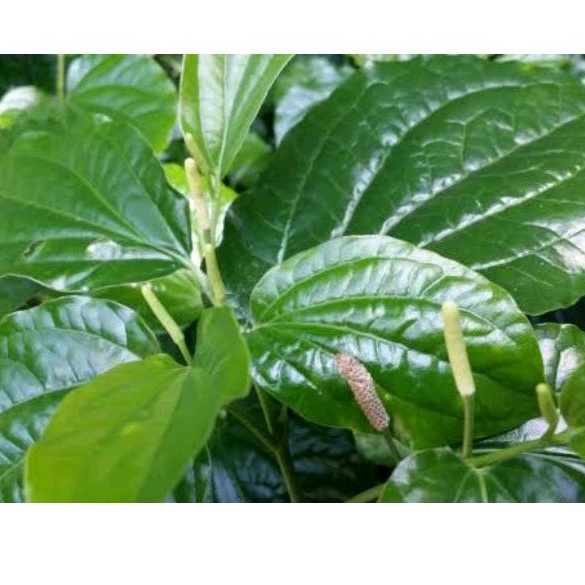 

Daun Karuk/Daun kaduk fresh kemasan 300 gram