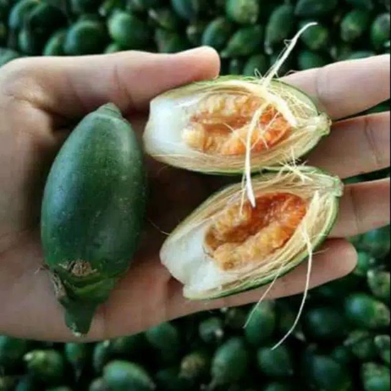 

BUAH PINANG MUDA | OBAT KUAT | JAMBE MUDA FRESH 250 Gram