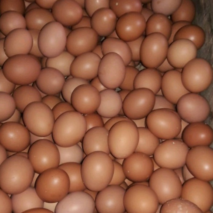 New Telur Ayam Negri 1 peti (isi 15kg)