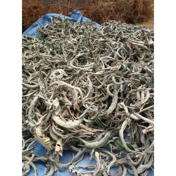 

TERMURAH Baru Herbal Daun sungkai kering 200 gram