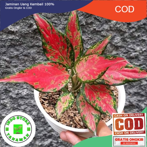 Tanaman Hias Ruby Garuda | Aglaonema Merah Rubi (COD)