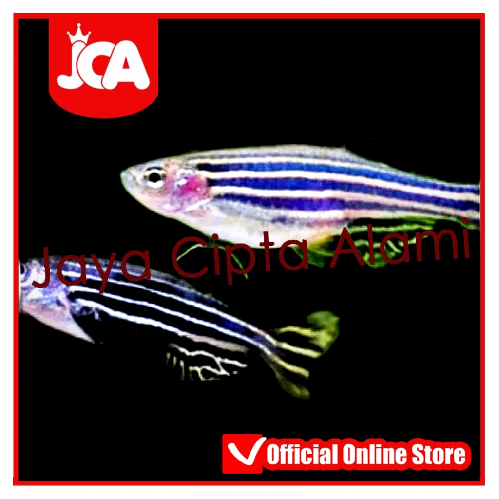 Dekorasi Tetra Danio Blue Biru Cerah Zebra Hias Aquarium Aquascape