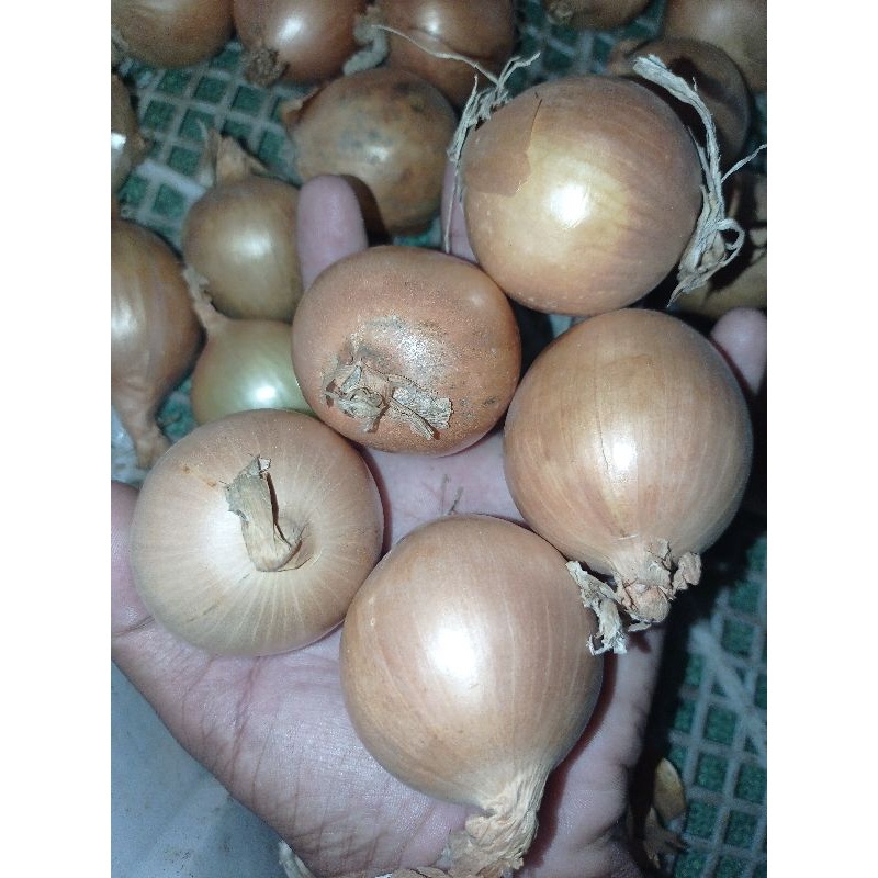 

Bawang Bombay Premium Segar Kemasan 1kg dan Setengah Kg