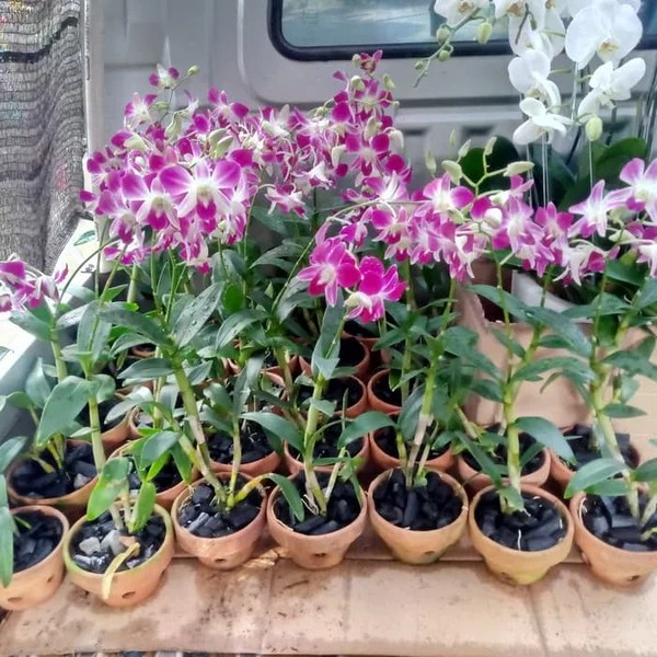 pot anggrek terrarota 15 cm Tanah Liat Bisa Digantung