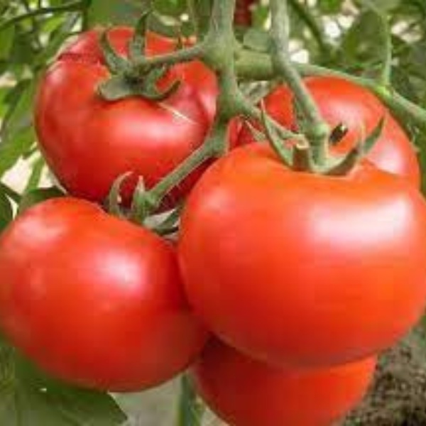 PROMO 3 BIBIT TANAMAN TOMAT APEL / TOMAT SAYUR SIAP TANAM CEPAT BERBUAH BIBIT TOMAT APEL