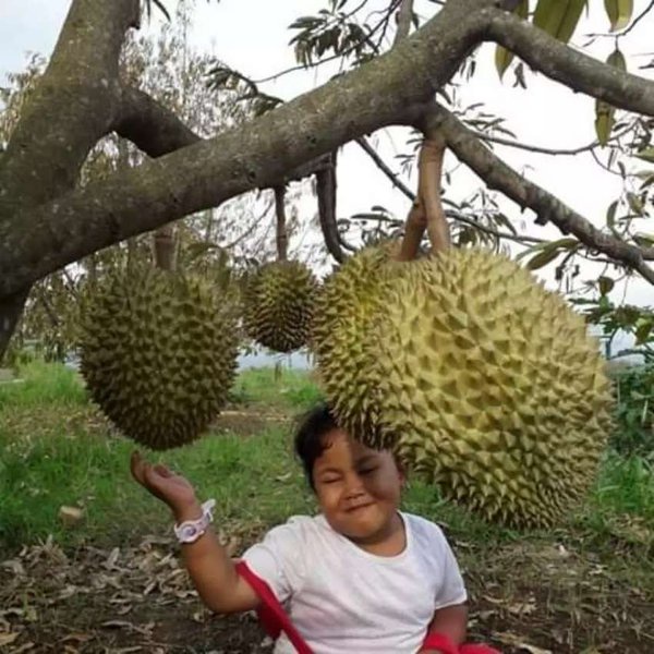 bibit durian montong asli super