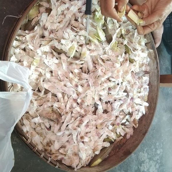 

biji tabebuya 1kg isi banyak