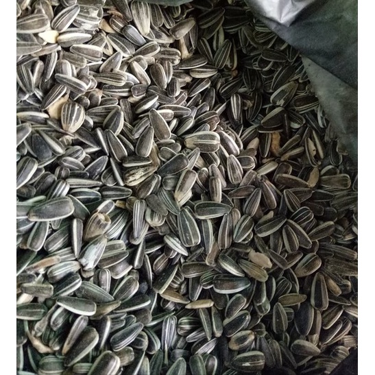 

biji bunga matahari siap semai