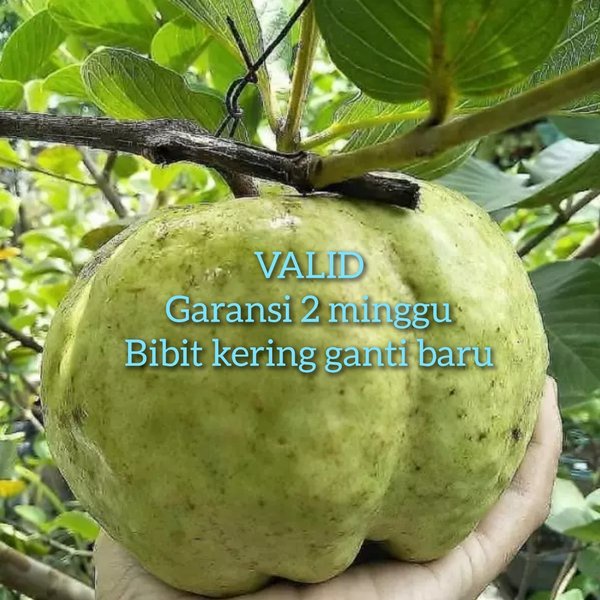 

bibit buah jambu kristal