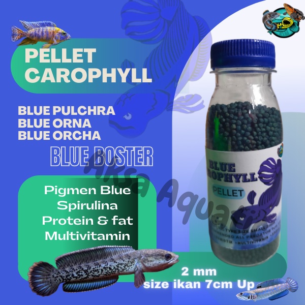 pelet Premium Blue Pakan Ikan Channa Blue Pulchra kemasan botol 100ml