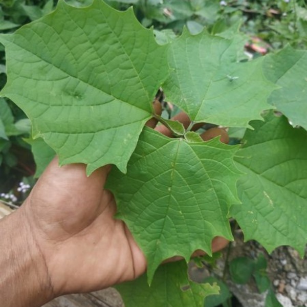 bibit gmelina bibit jati putih gmelina bibit kayu gmelina bibit jati putih kayu gmelina super unggul