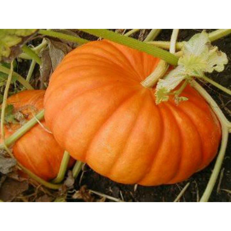 isi 6 Benih Sayuran Labu Kuning Labu Parang Labu Waluh