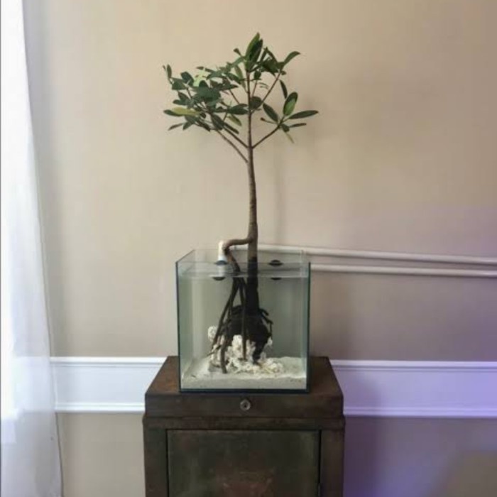 Mangrove Rhizophora Stylos Bakau Refugium Bio Sump Filter Aquarium