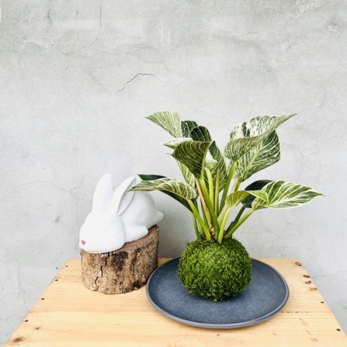 Mossball - Varigated Philodendron Birkin Philo Varigata