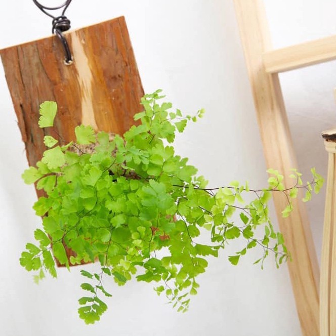 Wall of fame - Suplir Fern Pakis