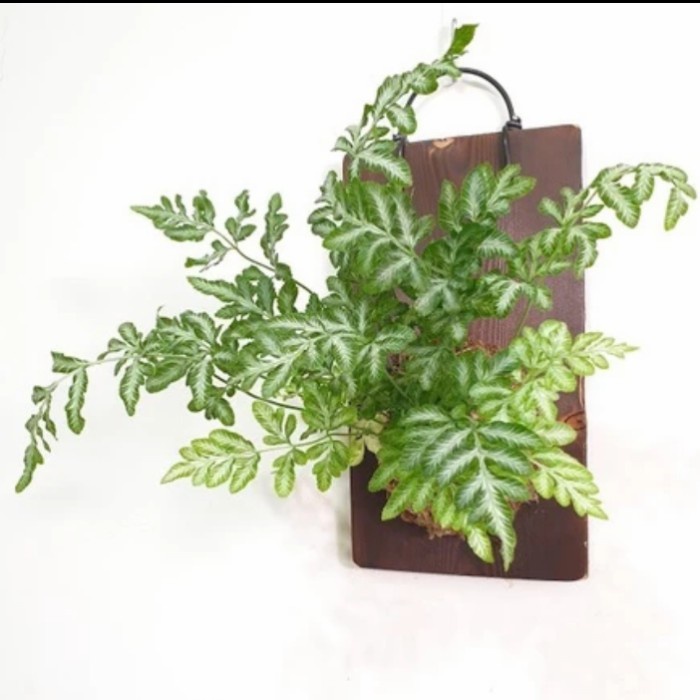 wall of fame Tanaman Hias varigated Pteris CreticaFern Hiasan Dinding