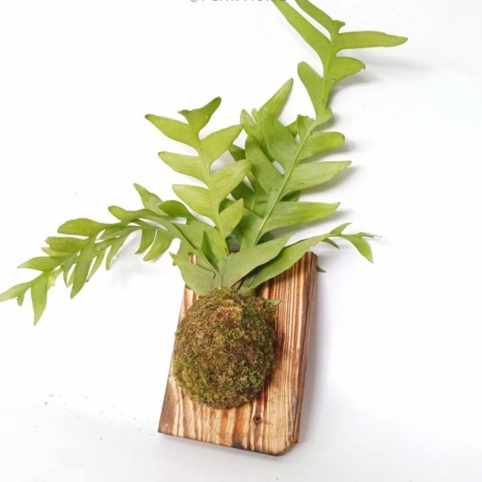 Wall Of Fame Wijaya Kusuma Fishbone