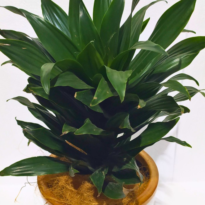 Tanaman Hias Dracaena Janet Craig compacta