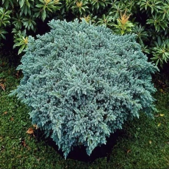 Tanaman Hias Indoor Cemara Perak Juniperus Squamata (Bakalan Bonsai)