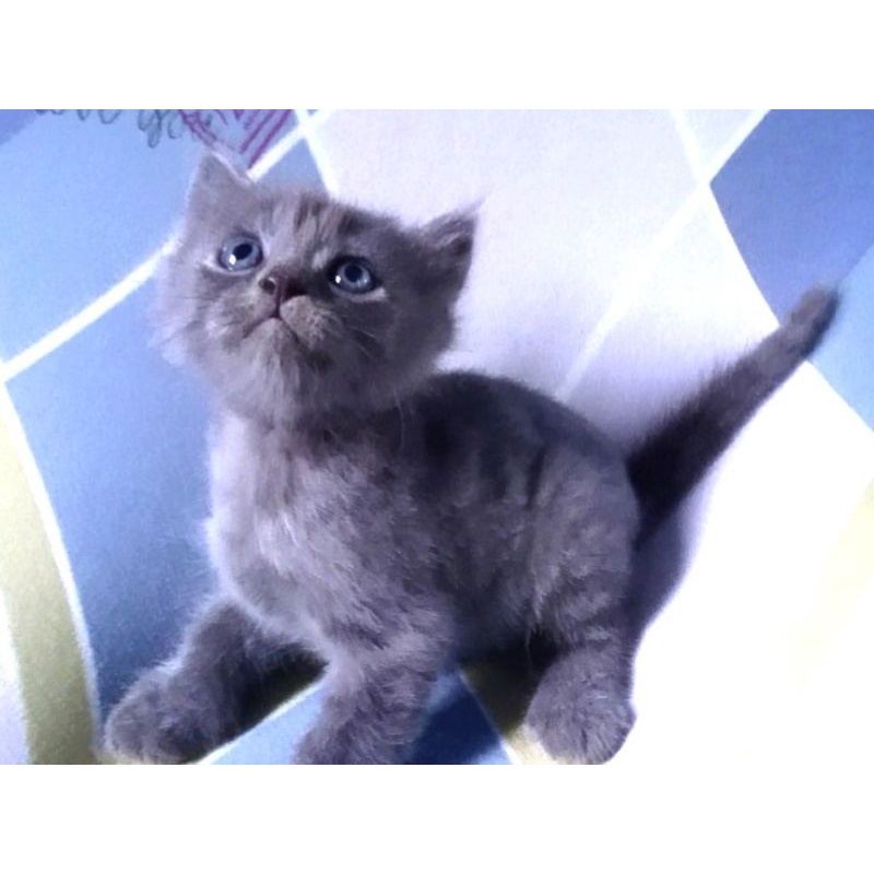 Anak 2024 british shorthair