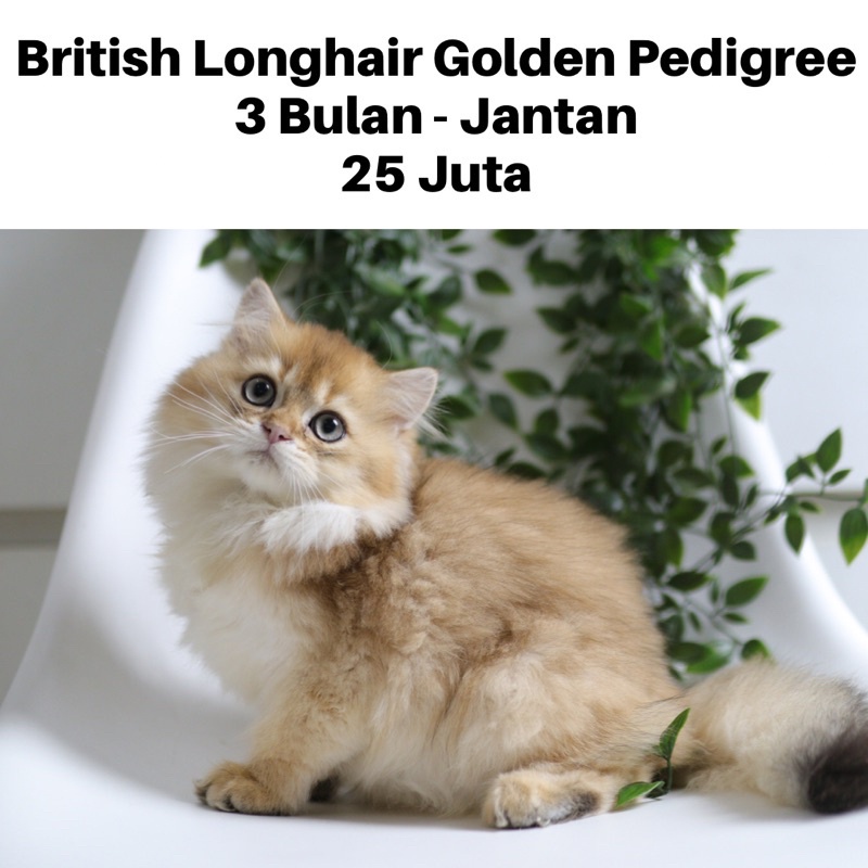 Kucing Kitten British Longhair Golden Ny11 Pedigree Bersertifikat parent Import Rusia