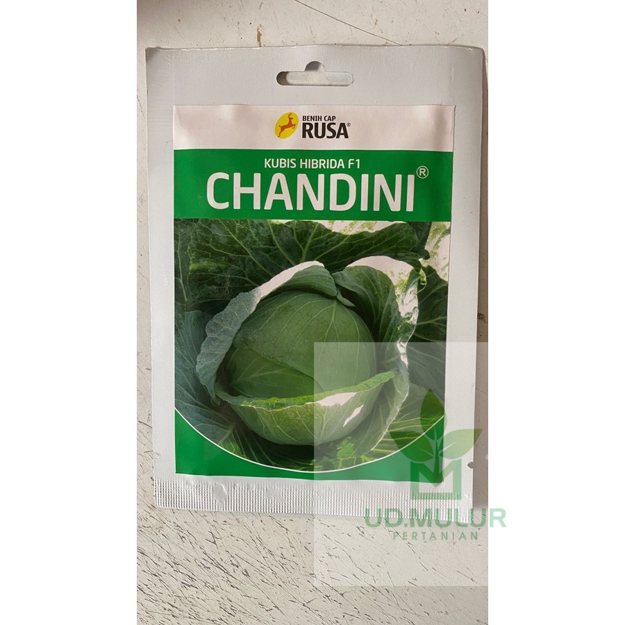 Benih kubis hibrida F1 CHANDINI isi 10gr dari CAP RUSA