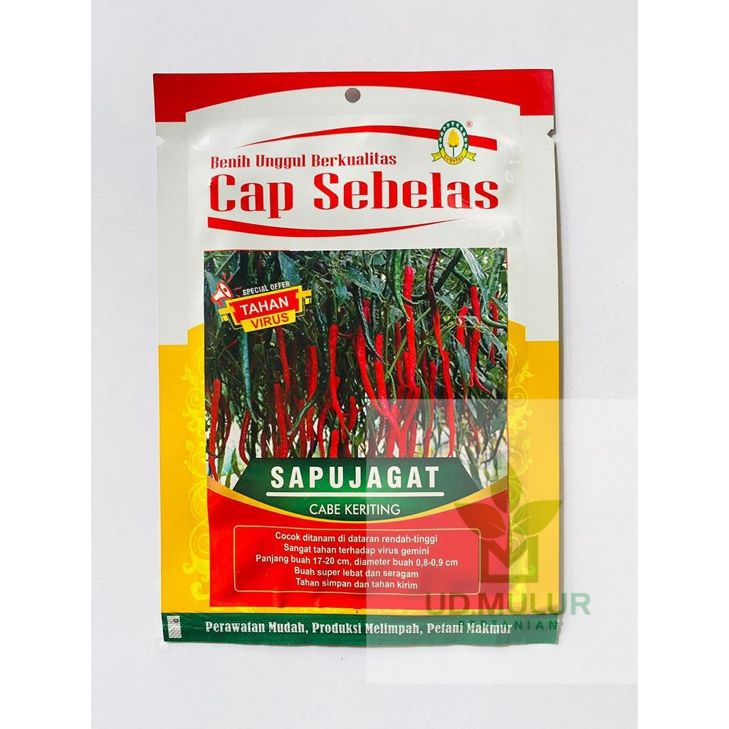 Benih Cabe Keriting SAPUJAGAT isi 2500an butir dari CAP SEBELAS