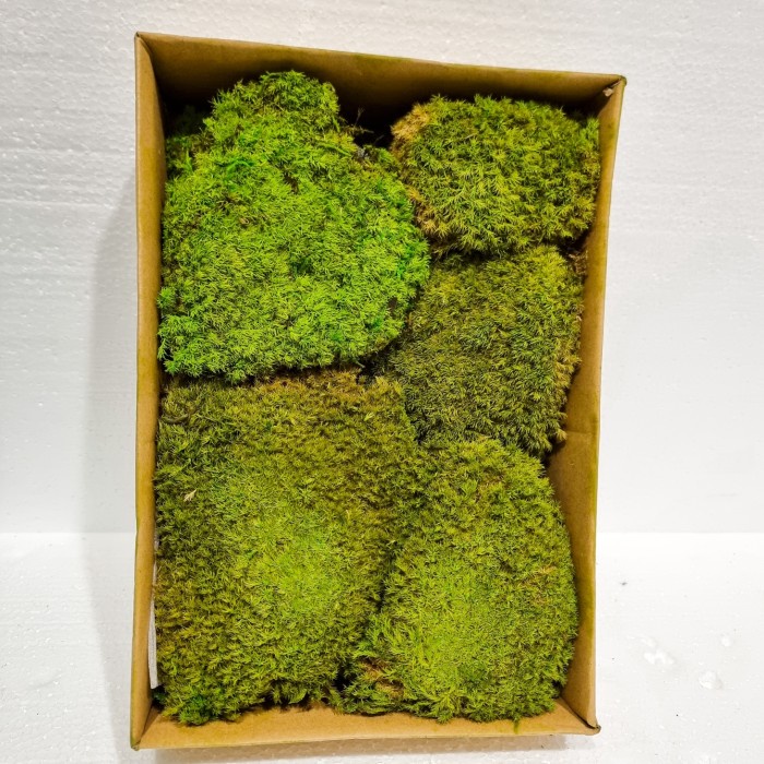 New Lumut Batu Artificial - HIJAU MUDA