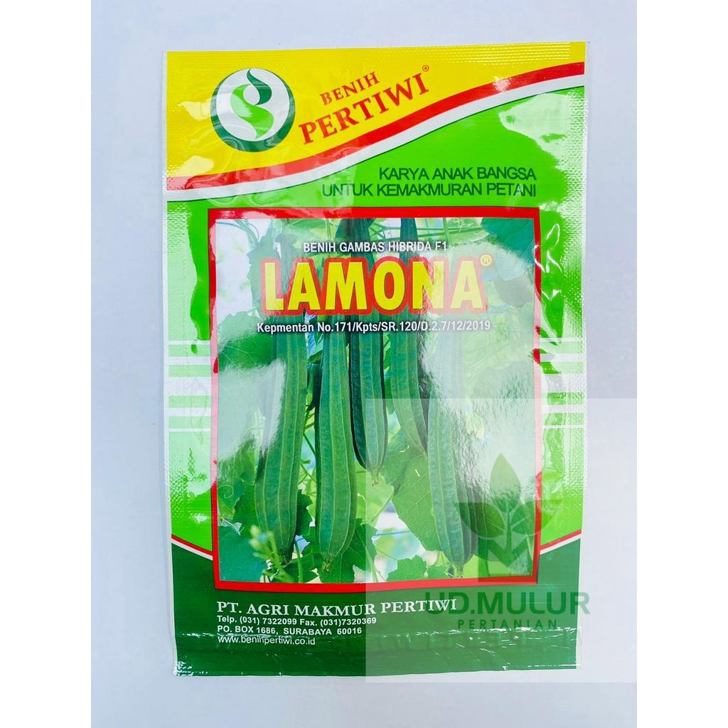 BENIH GAMBAS OYONG HIBRIDA F1 LAMONA dr PERTIWI
