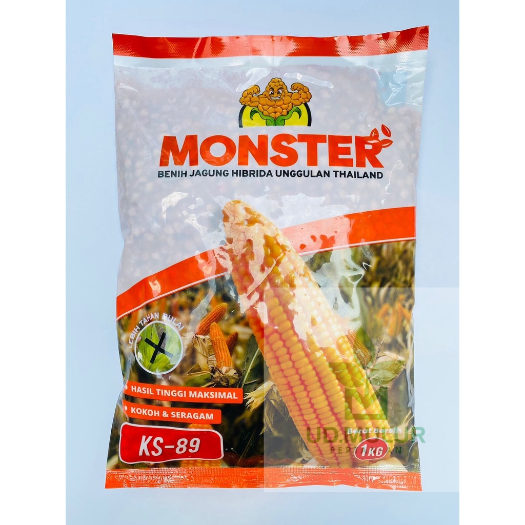 Benih jagung hibrida MONSTER KS-89 isi 1kg dari KS SEED